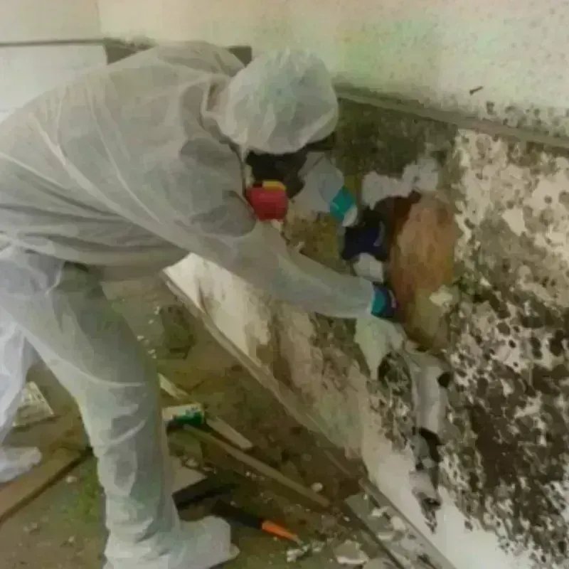 Mold Remediation and Removal in Crowley County, CO